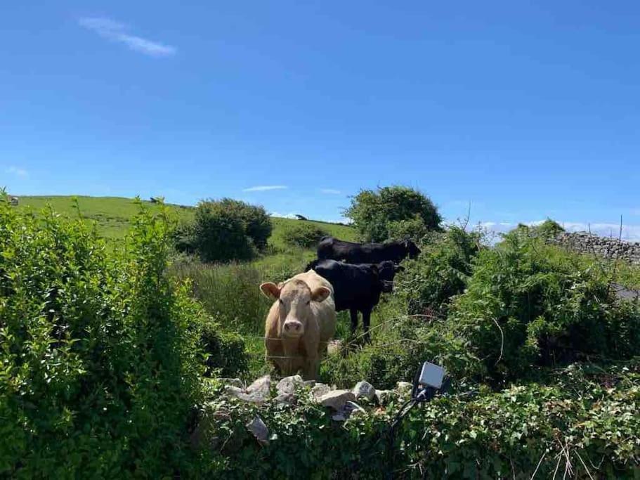 Bumblebee Cottage Donegal Town Ngoại thất bức ảnh